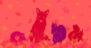 Herbst Spezial, Fuchs, Eichhörnchen und Igel