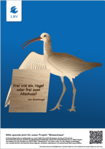 Brachvogel_Protest
